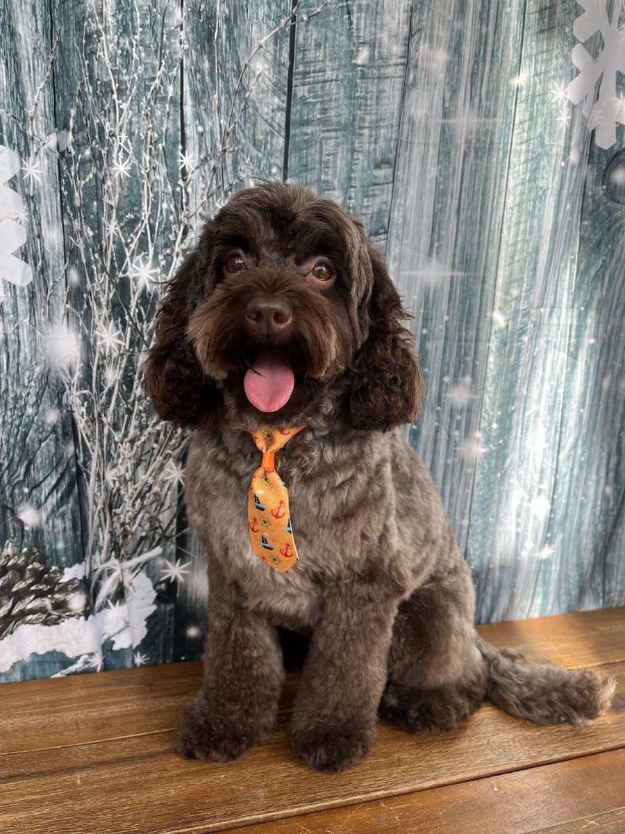 Sandy's Pet Spa - Photo 2