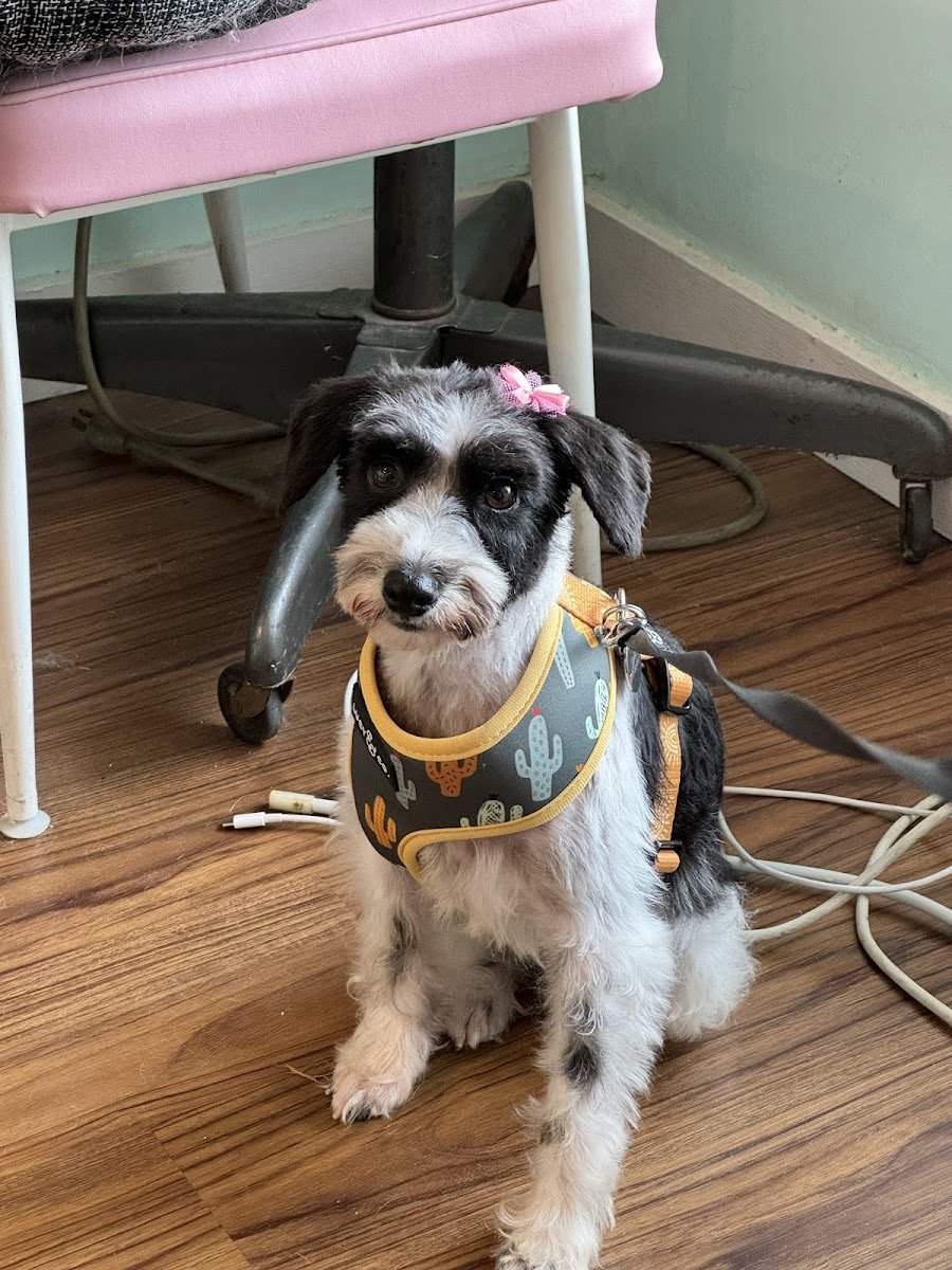 The Friendly Paws Grooming Shop - Photo 2