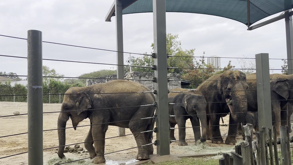 Houston Zoo - Photo 4