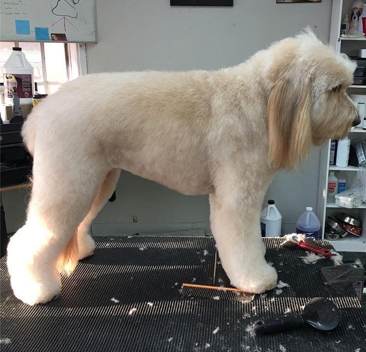 Golden Paws - Photo 2