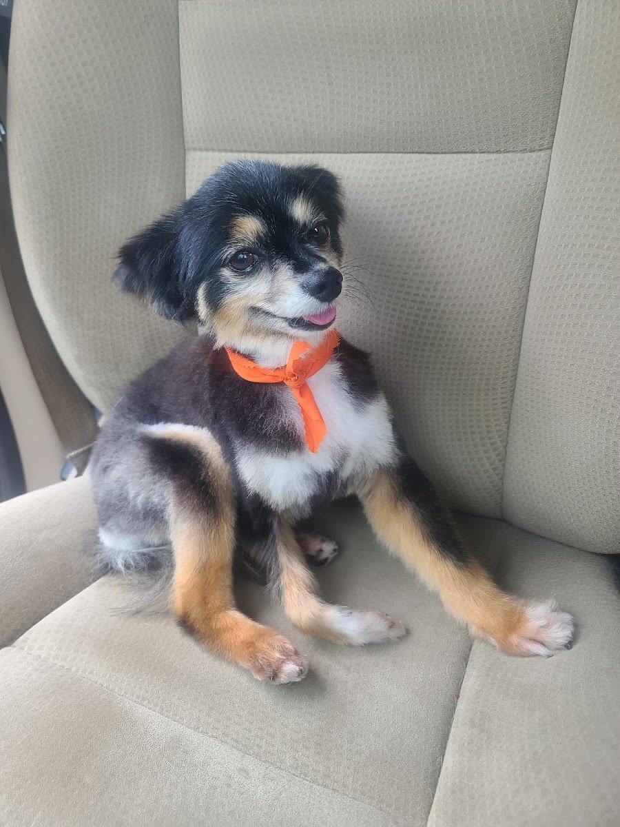 Spencer Pet Salon - Photo 2
