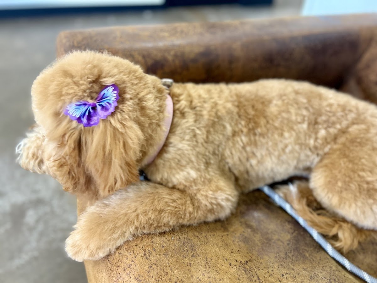 The Pet Barber - Photo 2
