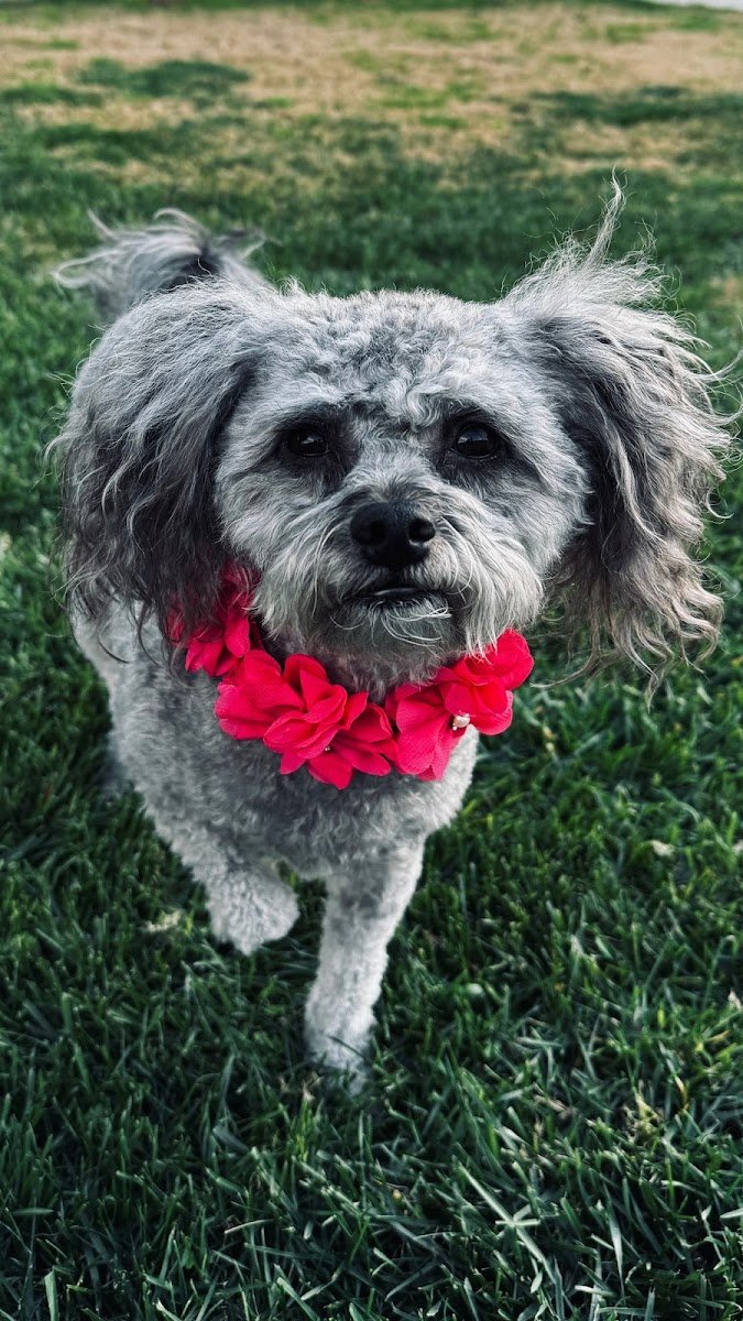 Doggy Stylez - Photo 2