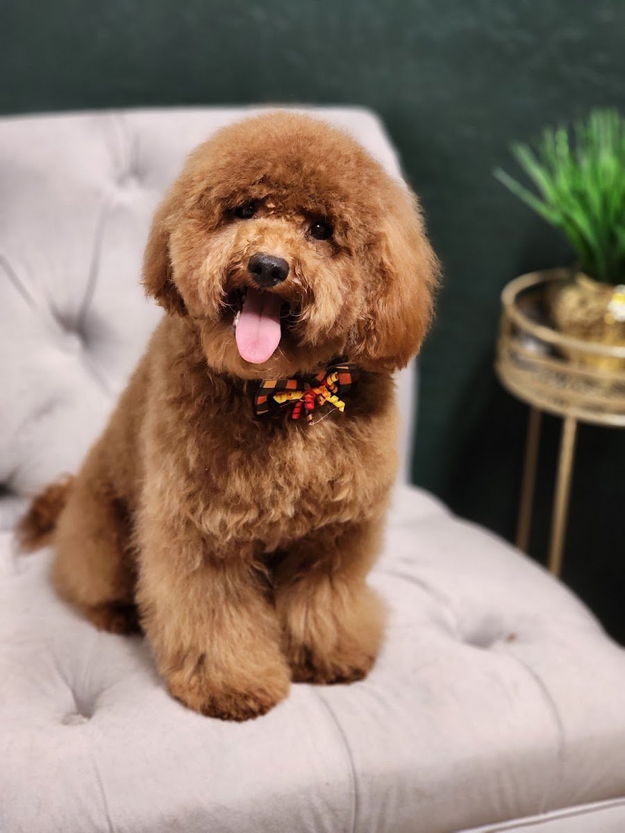 Vixie Luxe Pet salon - Photo 2