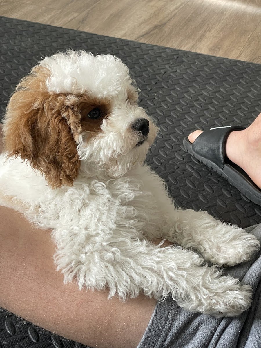 Dogonegood Pet Grooming - Photo 2