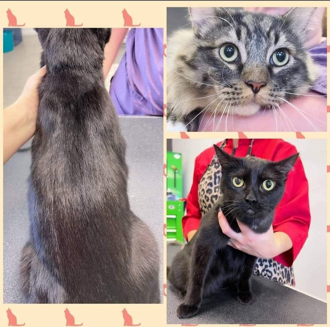 Santinas Posh Paws Cat Grooming - Photo 2