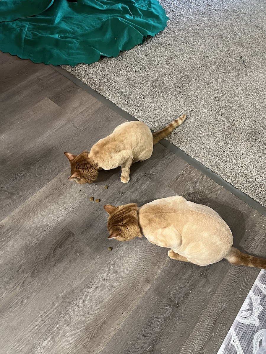 Aunt Donna's Grooming - Photo 2