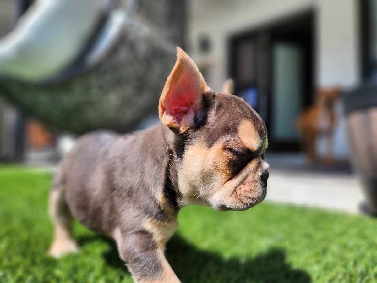Frenchie Supply Hub - Photo 2