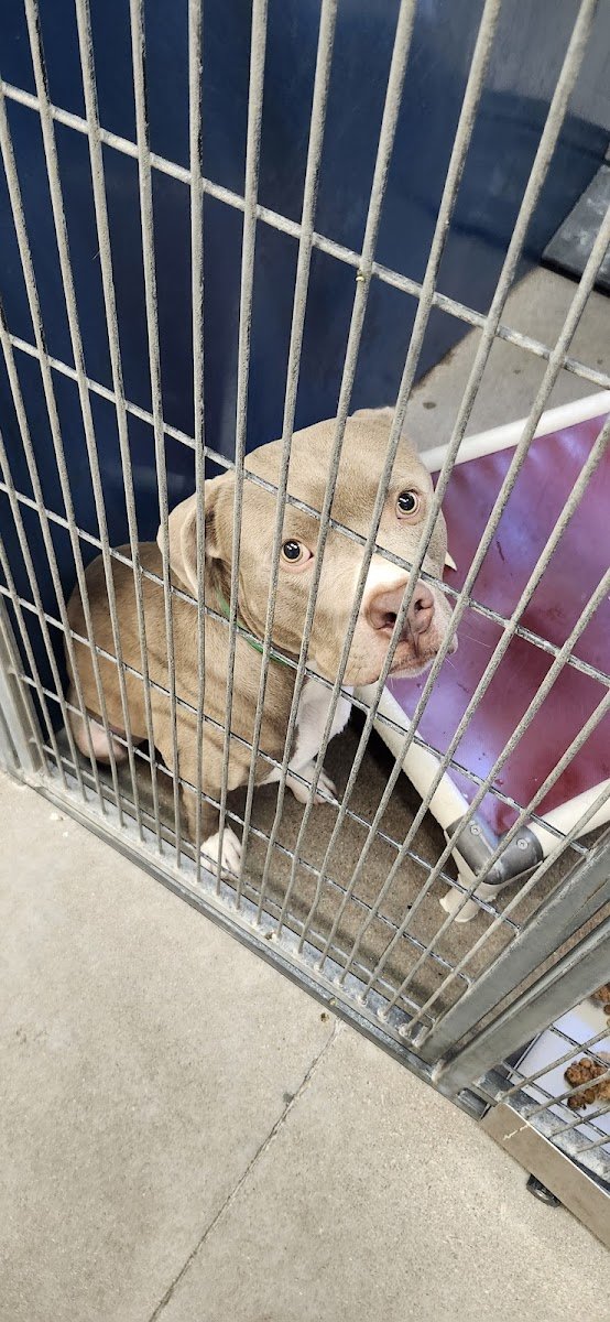 Maricopa County Animal Care and Control - Photo 2