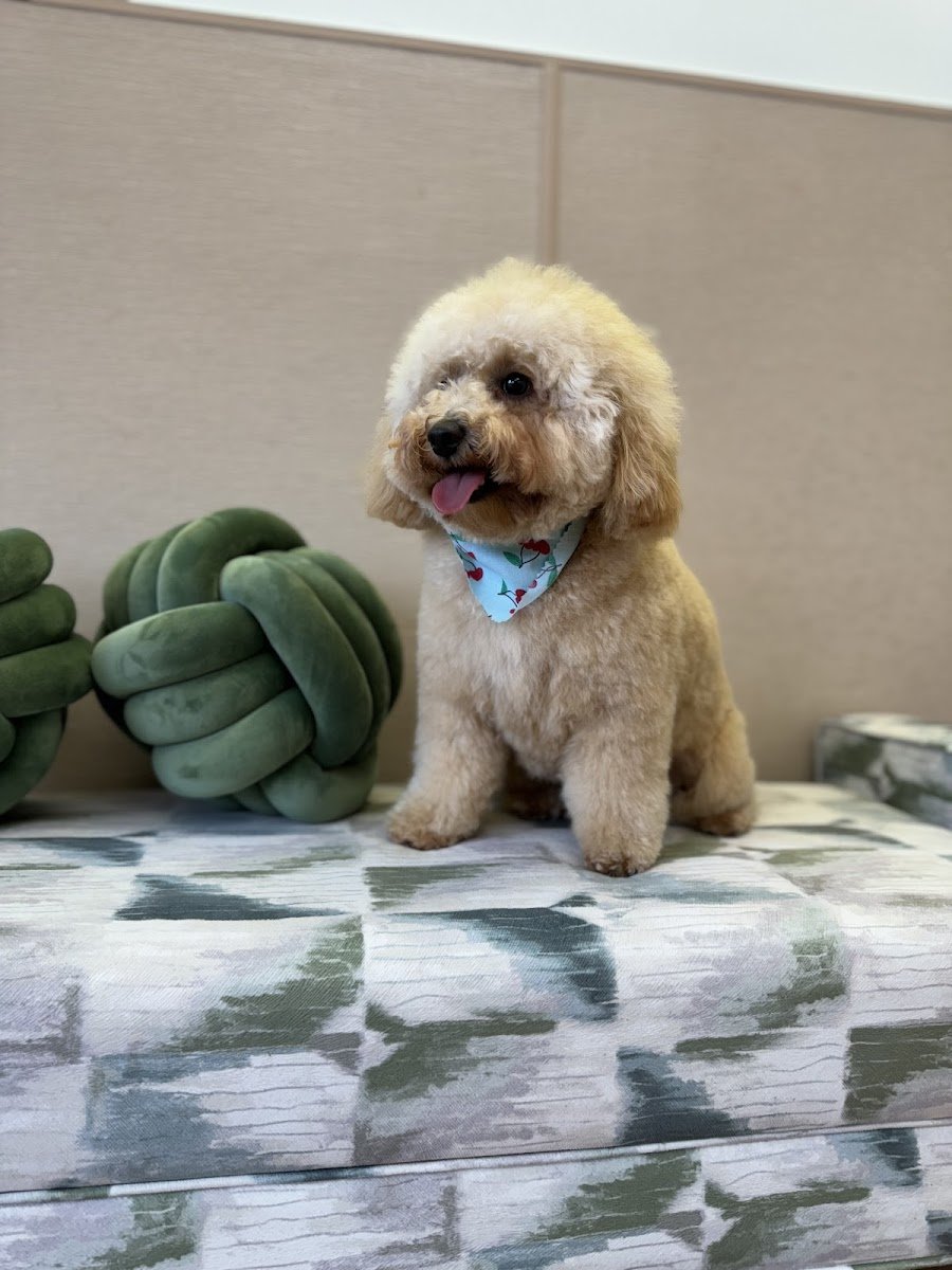 The Swanky Spaniel - Photo 2