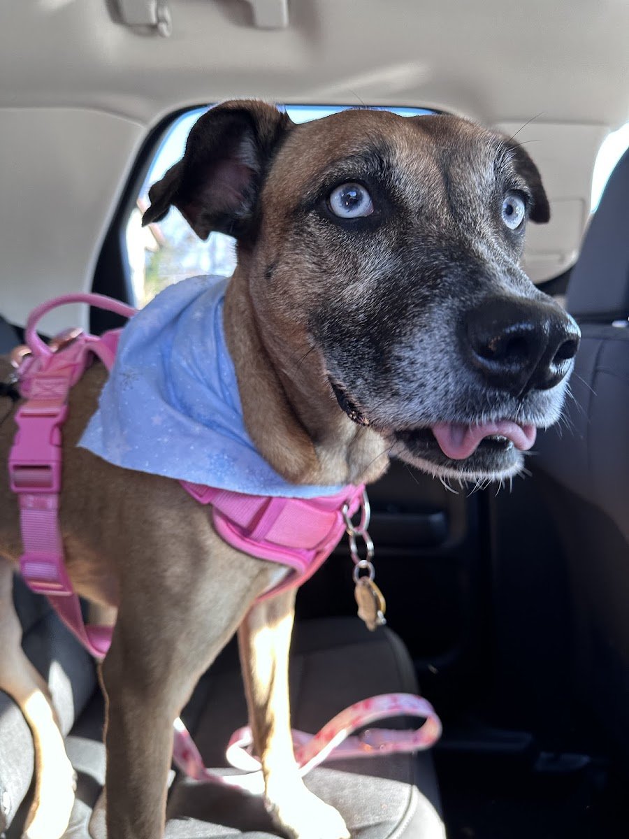 Shan-Poochie Pet Salon - Photo 2