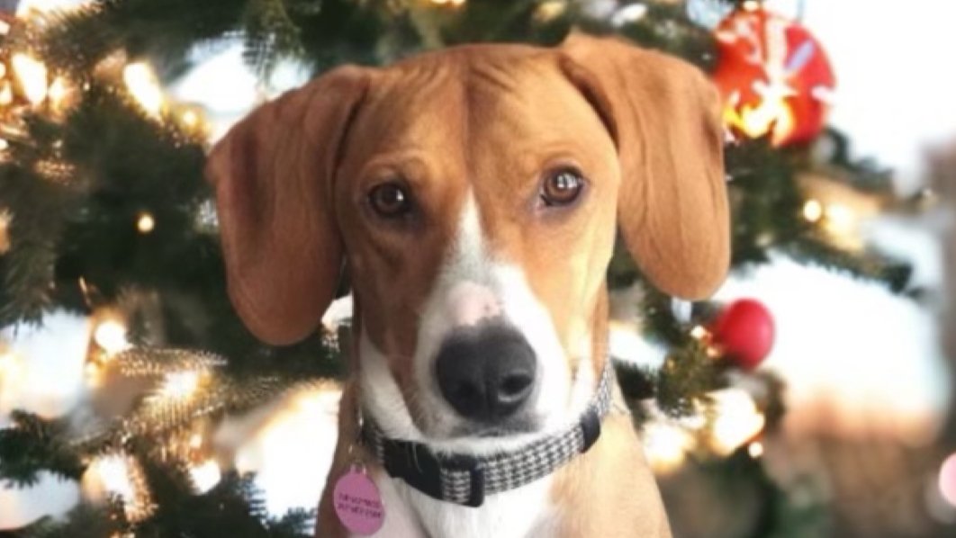 Pet Valu - Photo 2