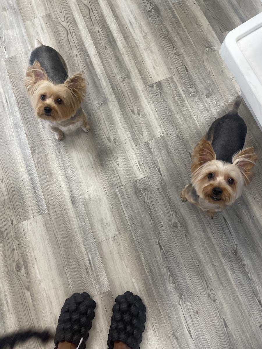 Bark-4-Kazoodles - Photo 2