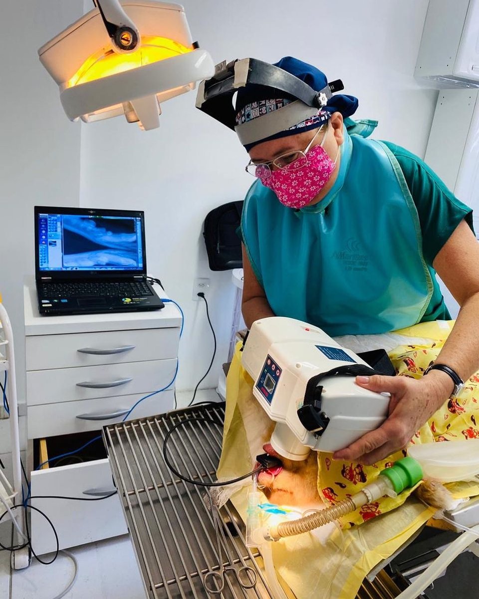 ODONTOPETVET | ODONTOLOGIA VETERINÁRIA