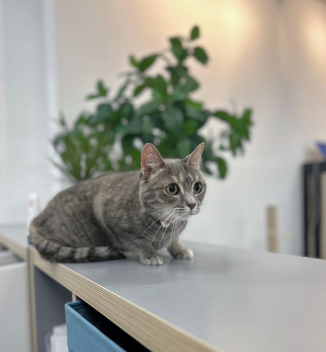 Pet Beloved - Photo 2