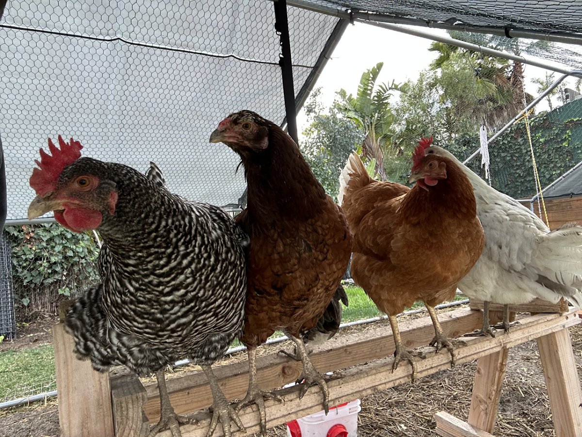 ChickenPets - Photo 2
