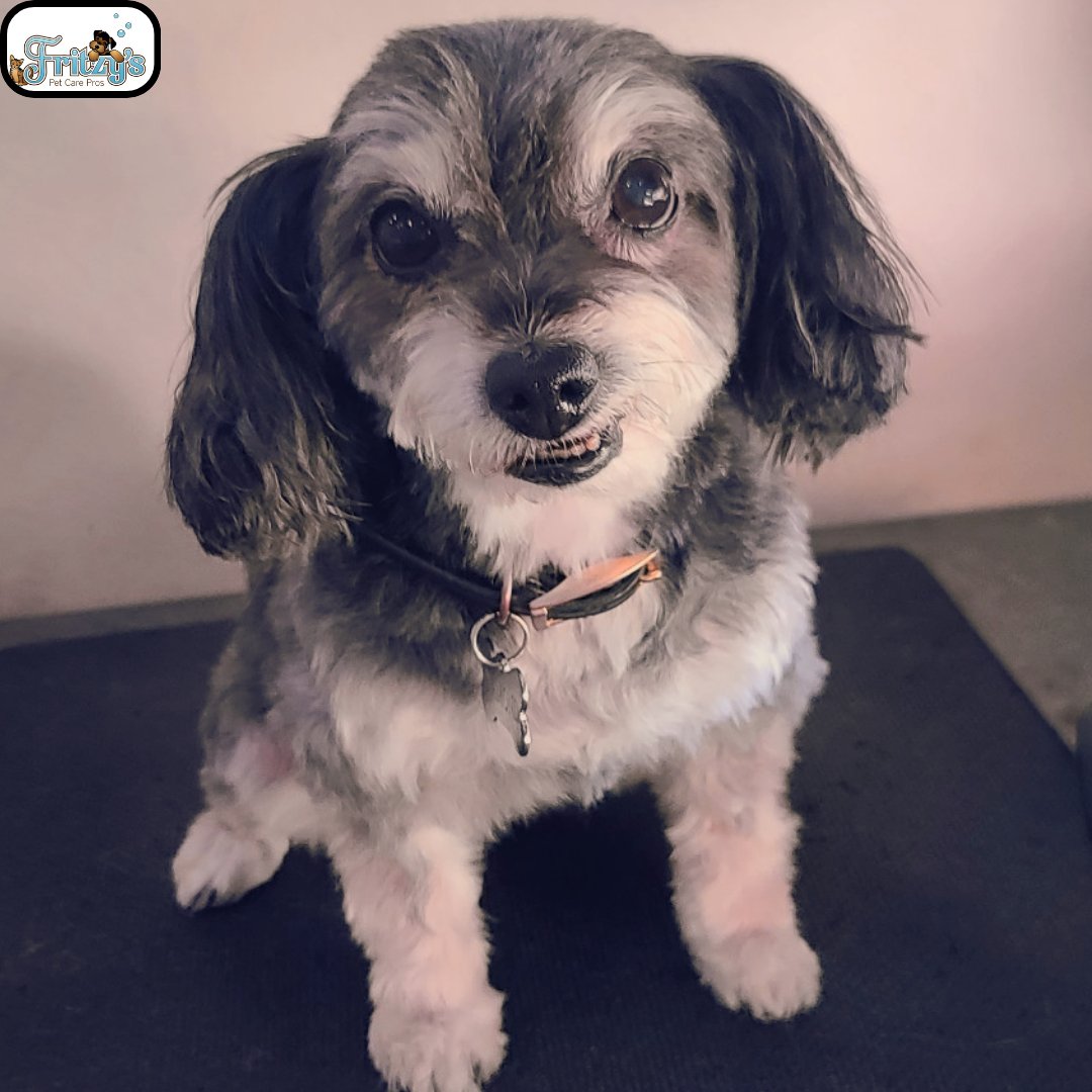 Canine Image Grooming - Photo 2