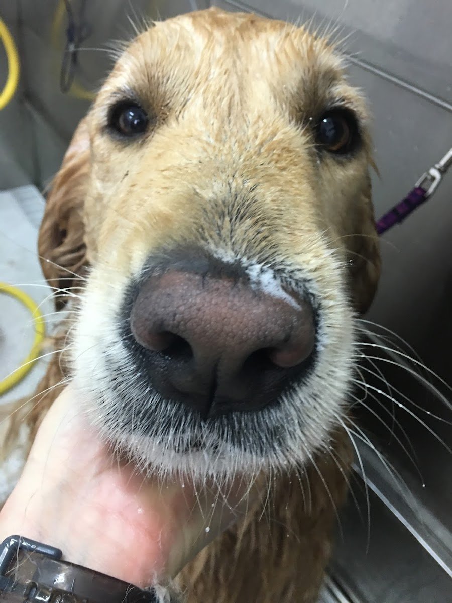 Paws & Bows Pet Grooming - Photo 2