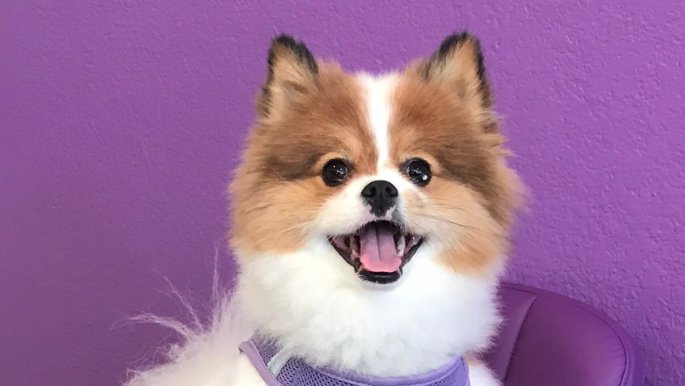 Purple Paws Pet Clinic - Photo 2