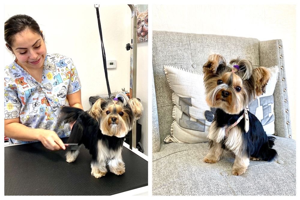 Rachel's Dog Grooming - Photo 2
