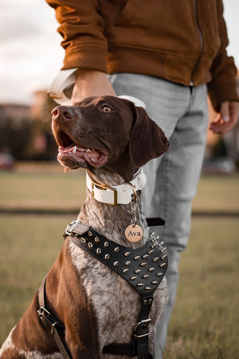 PetproMart - Photo 2