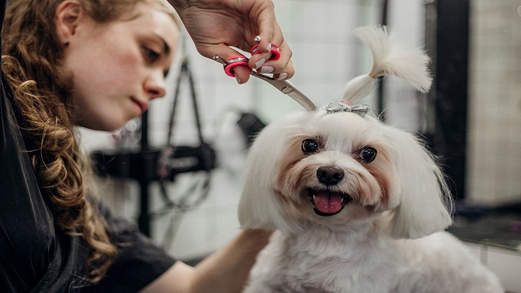 Imelda's Pet Grooming - Photo 2