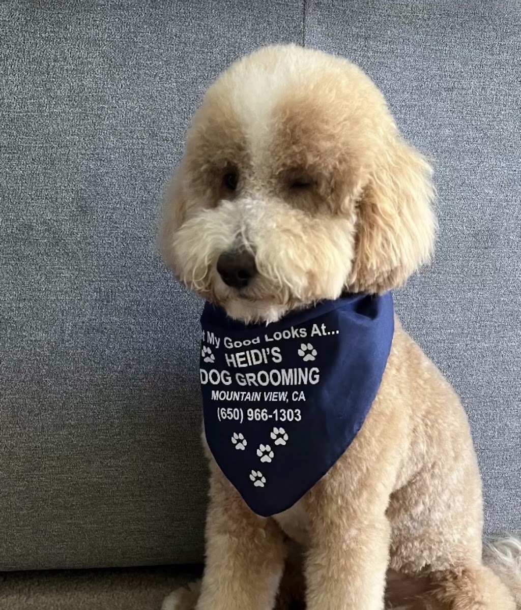 Heidi’s Dog Grooming - Photo 2
