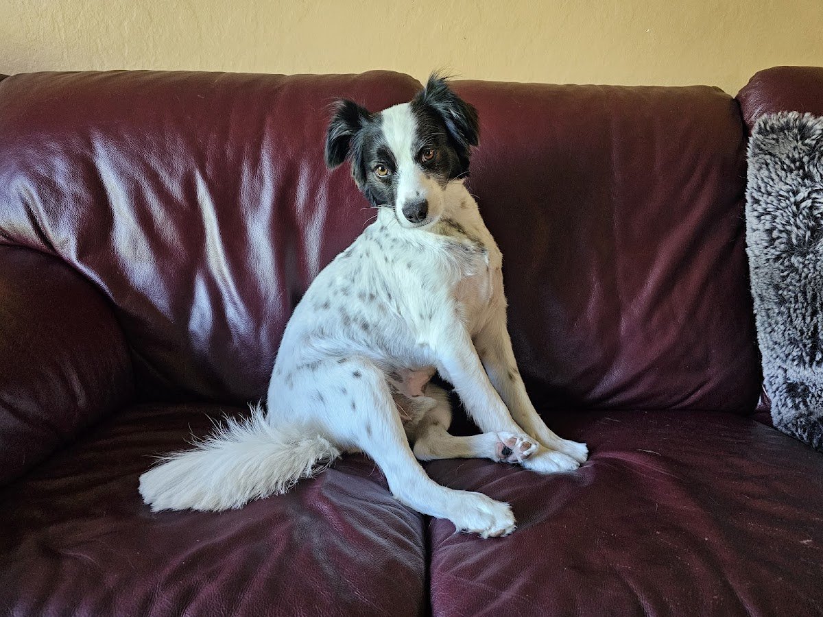 Tatiana's Pet Grooming - Photo 2