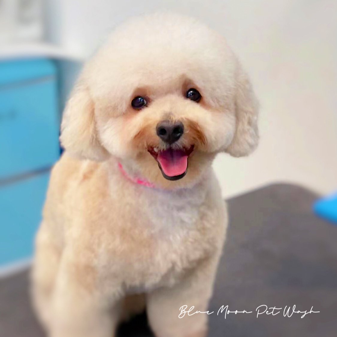 Blue Moon Pet Wash - Photo 2