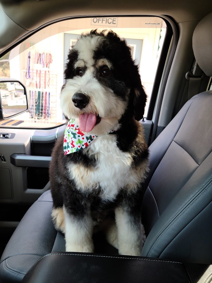 Exmoor Pet Care Services - Photo 2