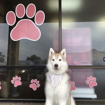 Austin Pet Stylist - Photo 2