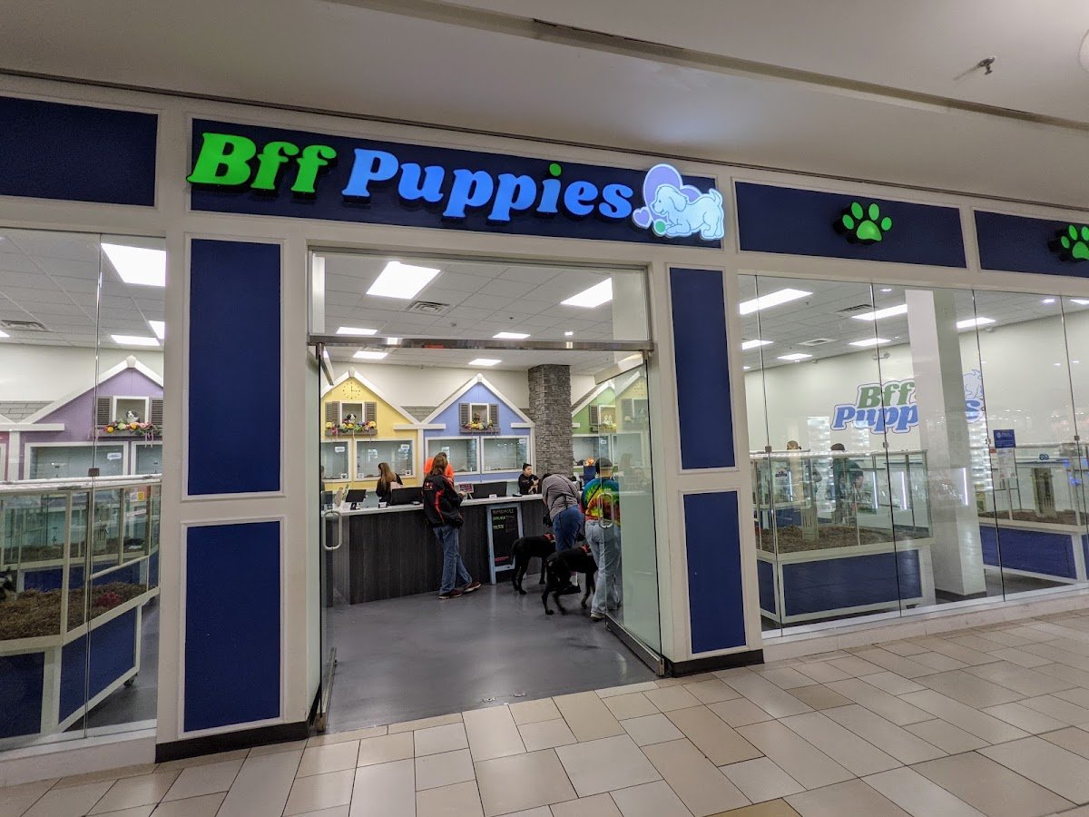Bff Puppies - Photo 2