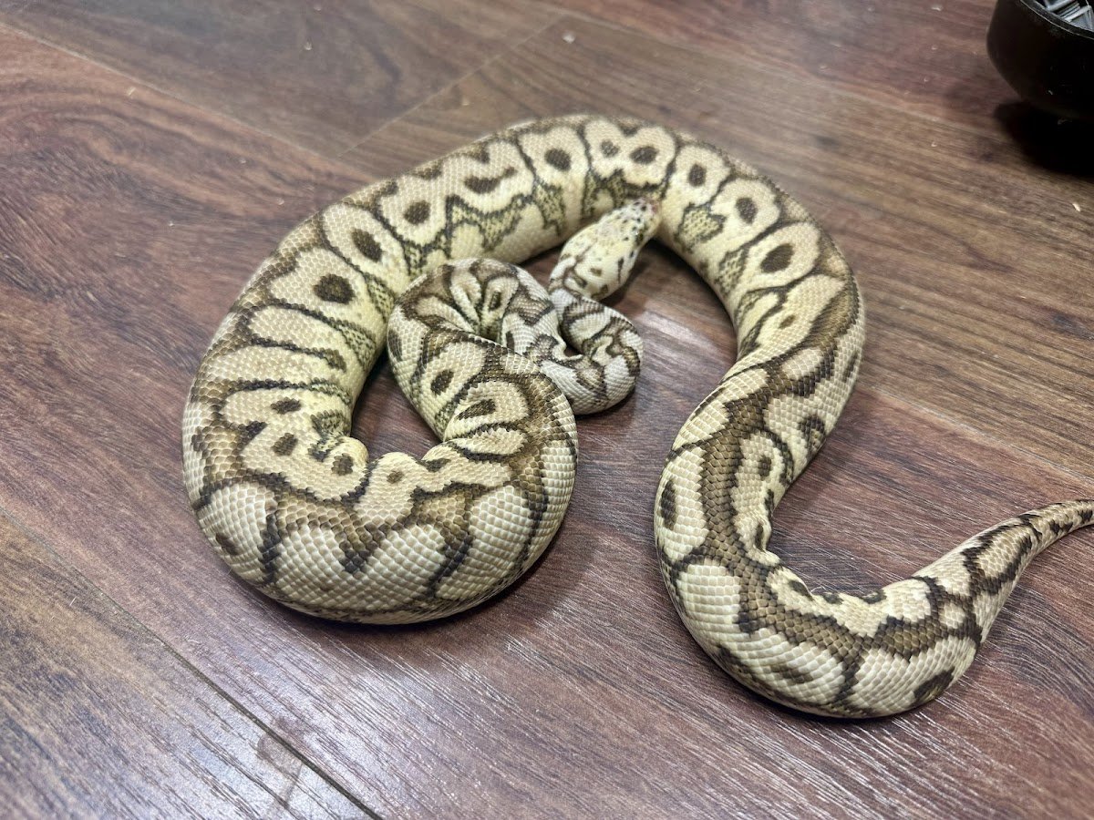 Tatom's Exotic Reptiles (Appointment Required) - Photo 2