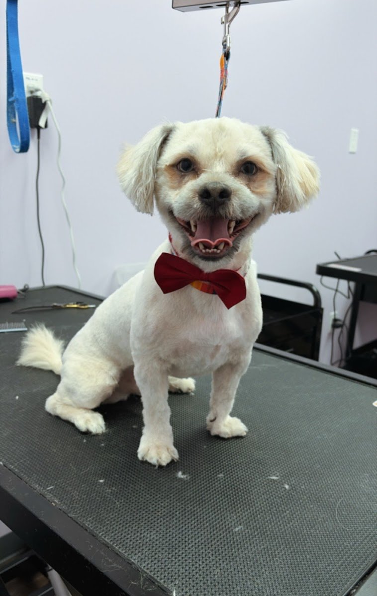 PetMePlus - Photo 2