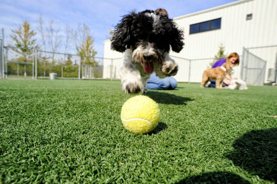 Pet Palace - Delaware, OH - Photo 2