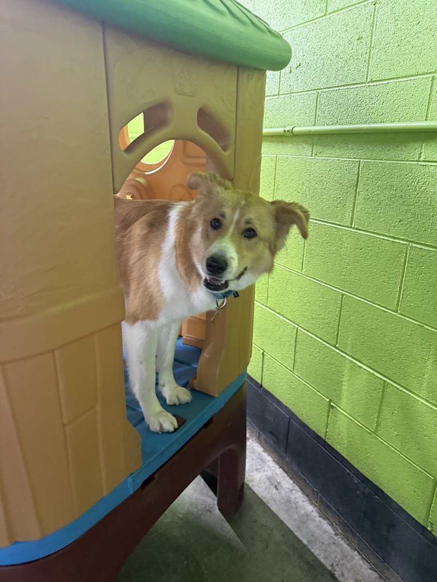The Wag Spot - Photo 2