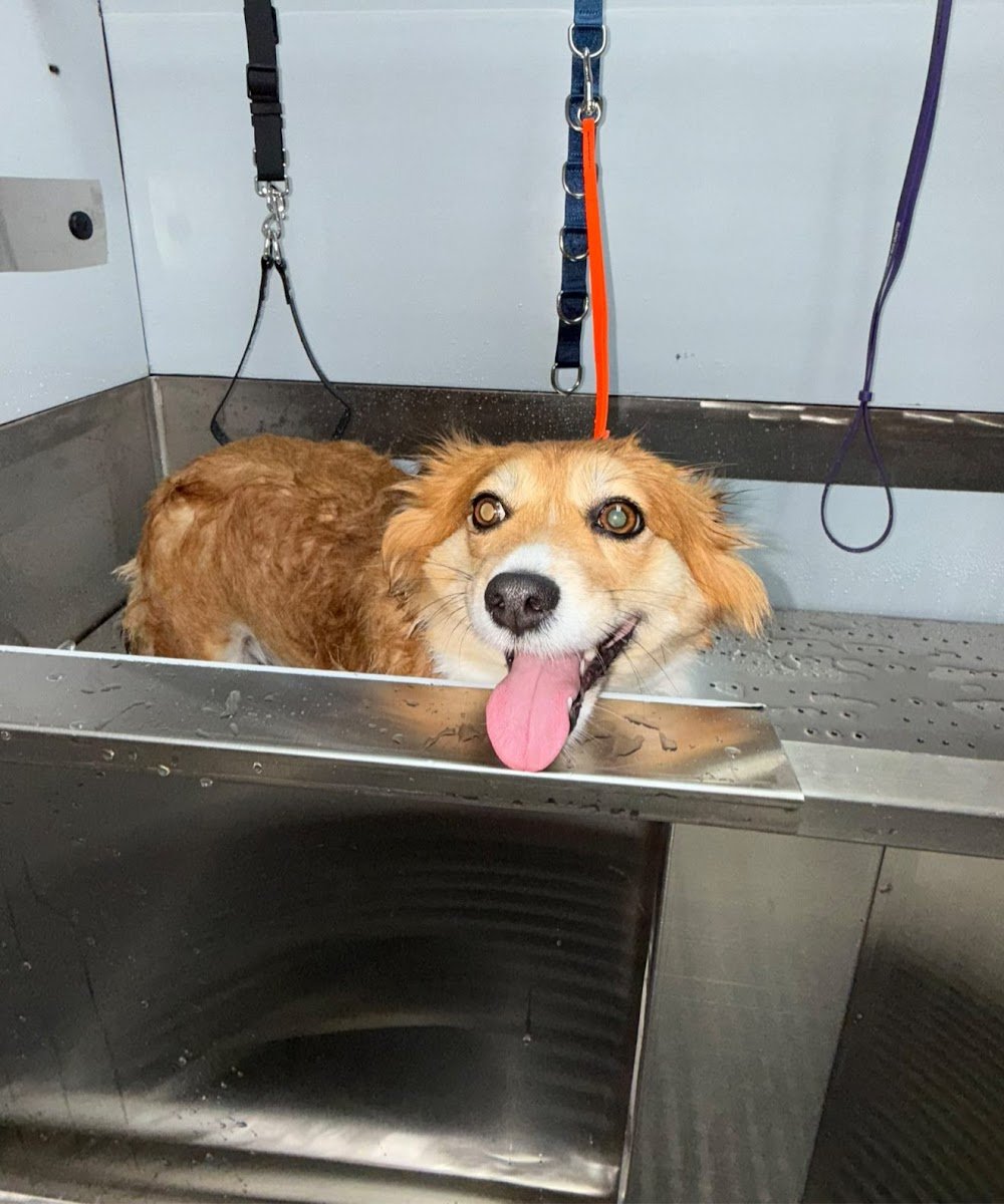 Coop's K9 Dog Spa - Photo 2