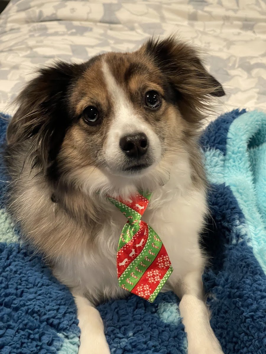 PetSmart Grooming - Photo 2