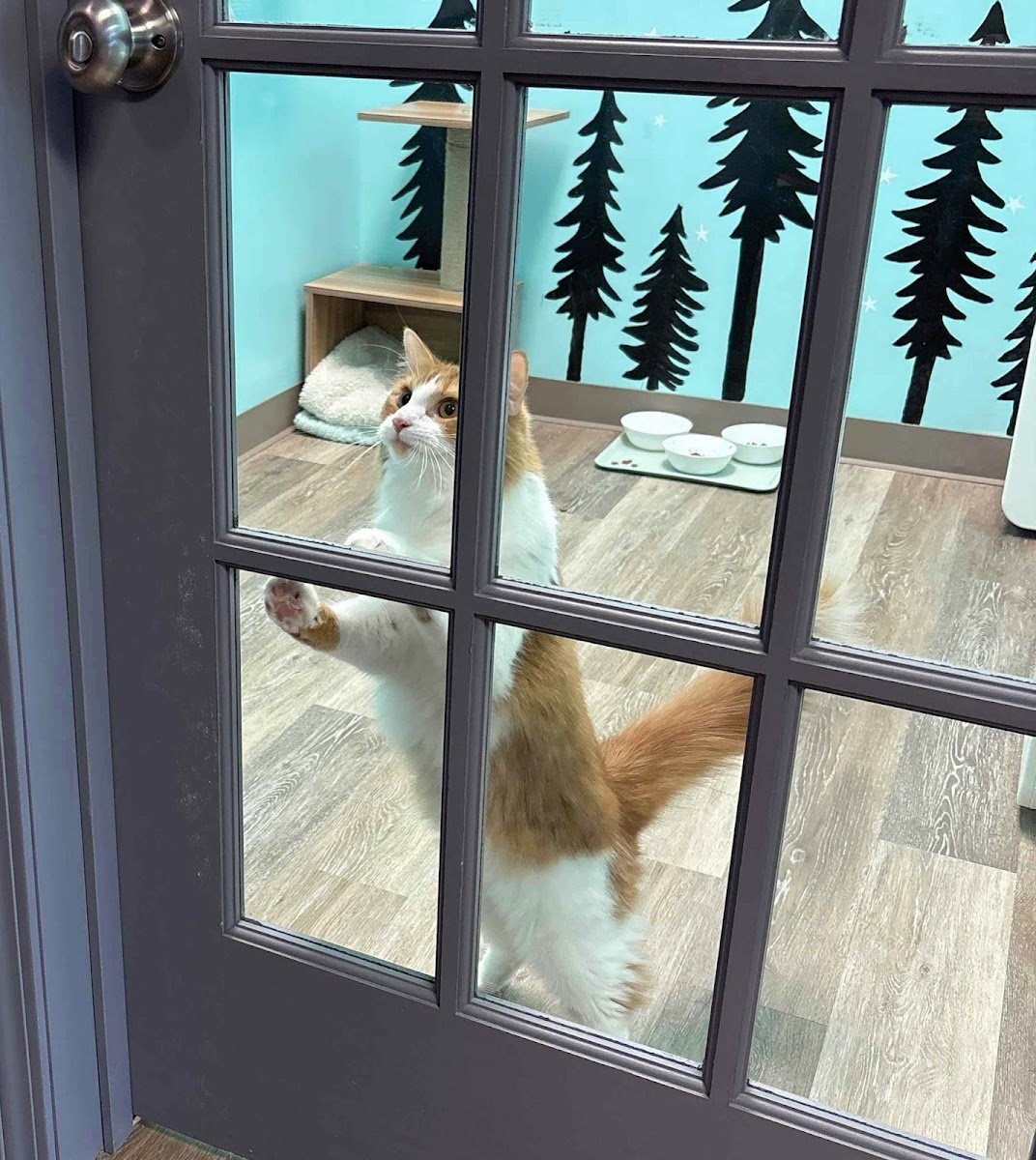 Grateful Paws Grooming - Photo 2