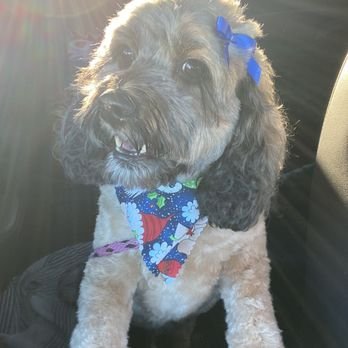 Paws & Perms Pet Salon LLC - Photo 2
