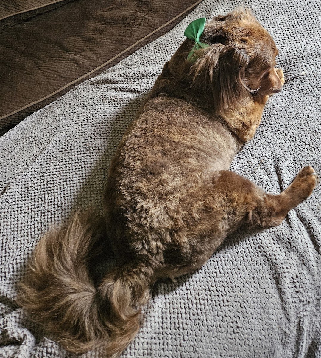 Lucky Puppy Pet Spa - Photo 2