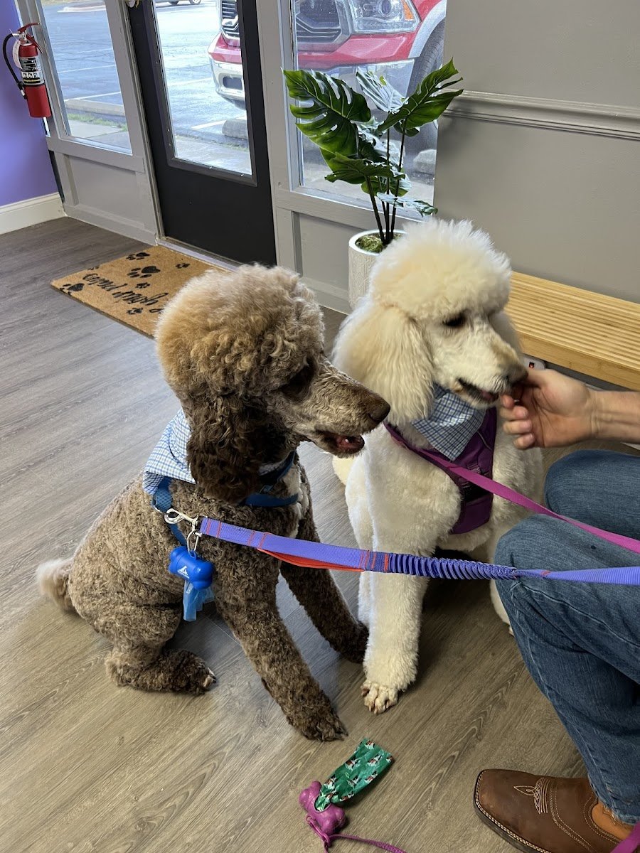 Biscuits & Bubbles Pet Salon - Photo 2
