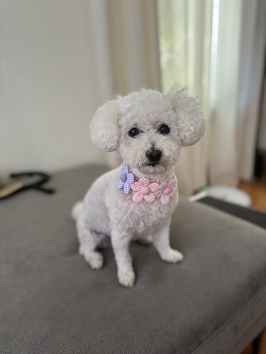 Under One Woof - Photo 2