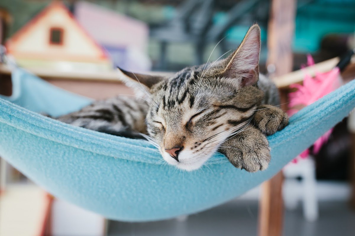 Cat Town - Photo 2