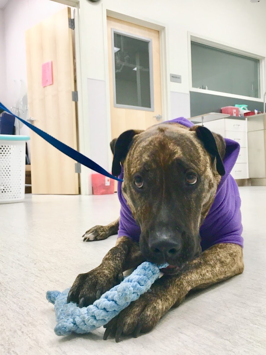 PETS Referral Center - Photo 2