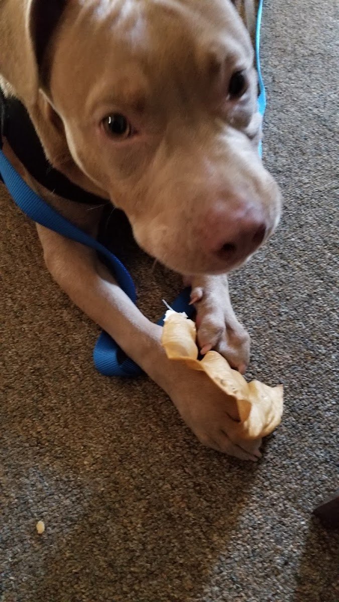 Berkeley Animal Care Services - Photo 2