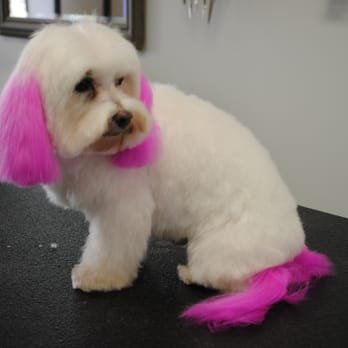 Canine Cloud Nine - Photo 2