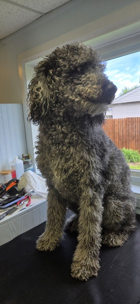 Poodle Clip Shop - Photo 2