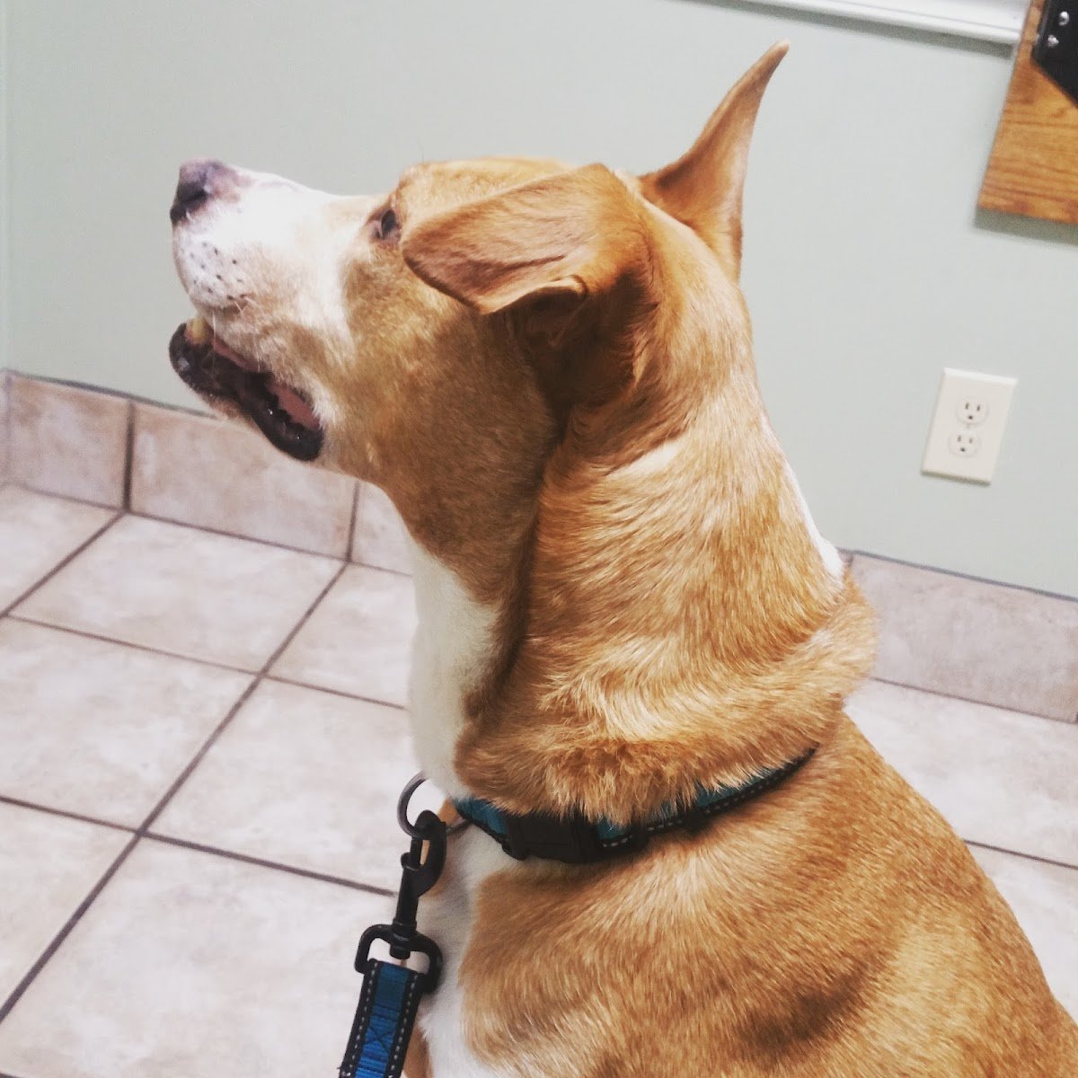 Doggie Spa - Photo 2