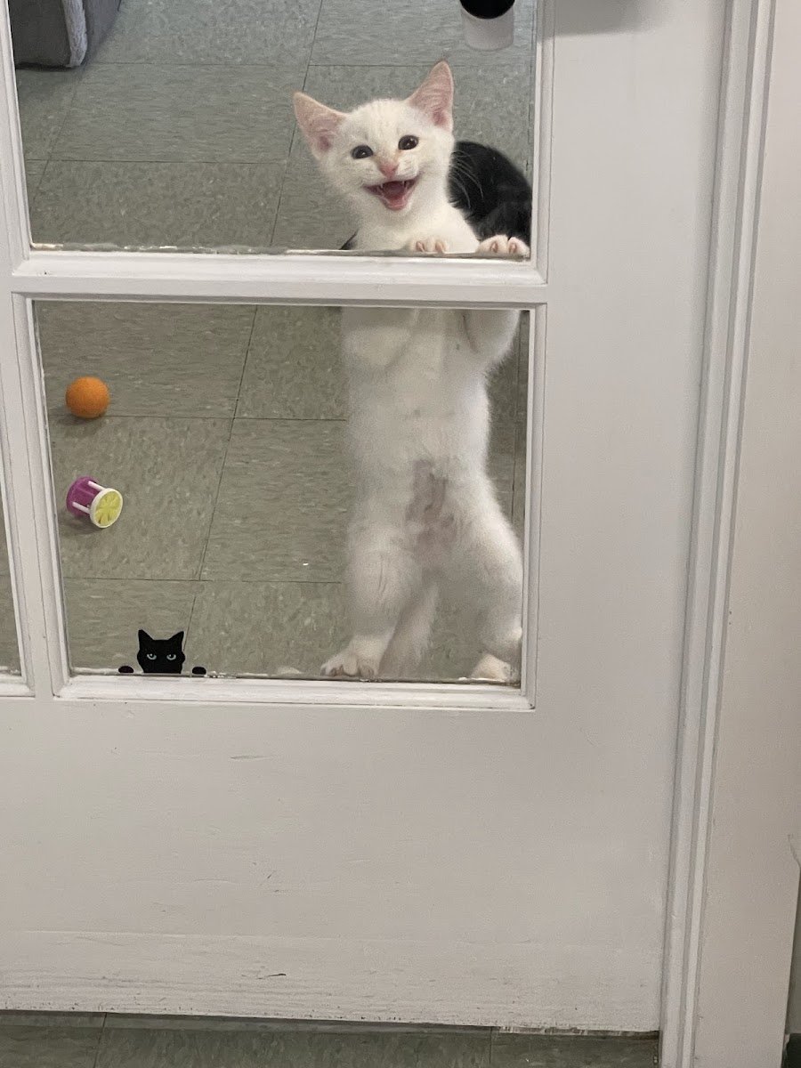 Meow Cat Rescue - Photo 2